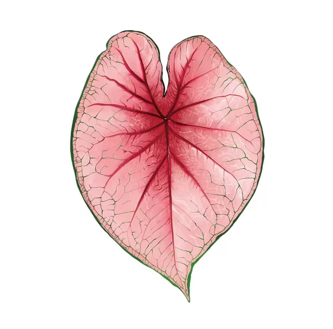 Магия растений Тропические редкие растения Креативные зеленые растения Холодильники Зеленые растения Декоративные растения Серия Холодильники - 1 - белая королева цветной таро (6 * 8 см)