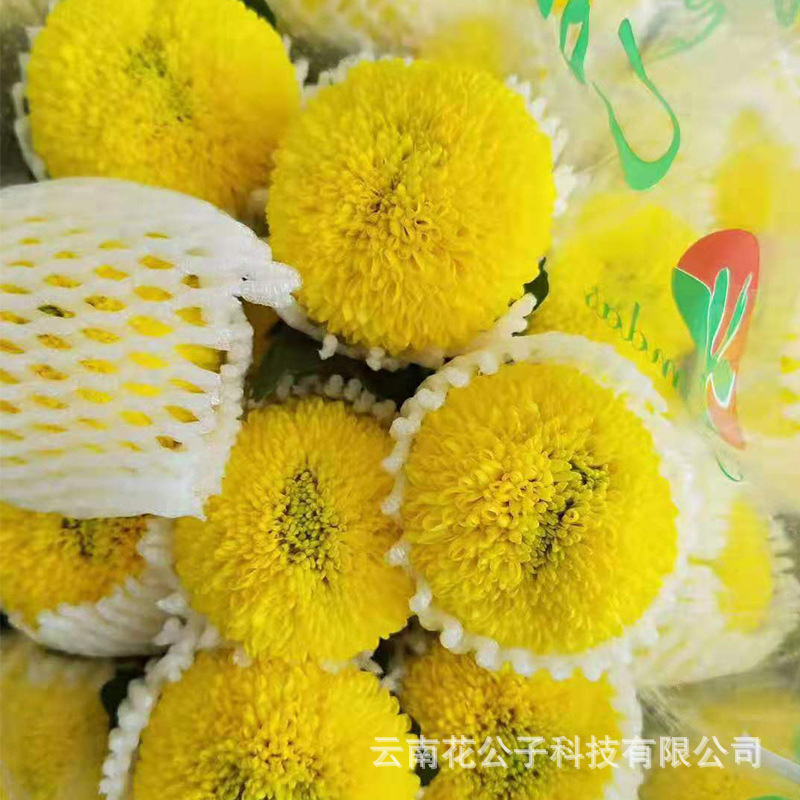 Юньнань Куньмин база пинг - понг хризантемы оптовый пинг - понг 10 шт. / нарезать свежие романтические цветы свежие - Жёлтый 10 шт.