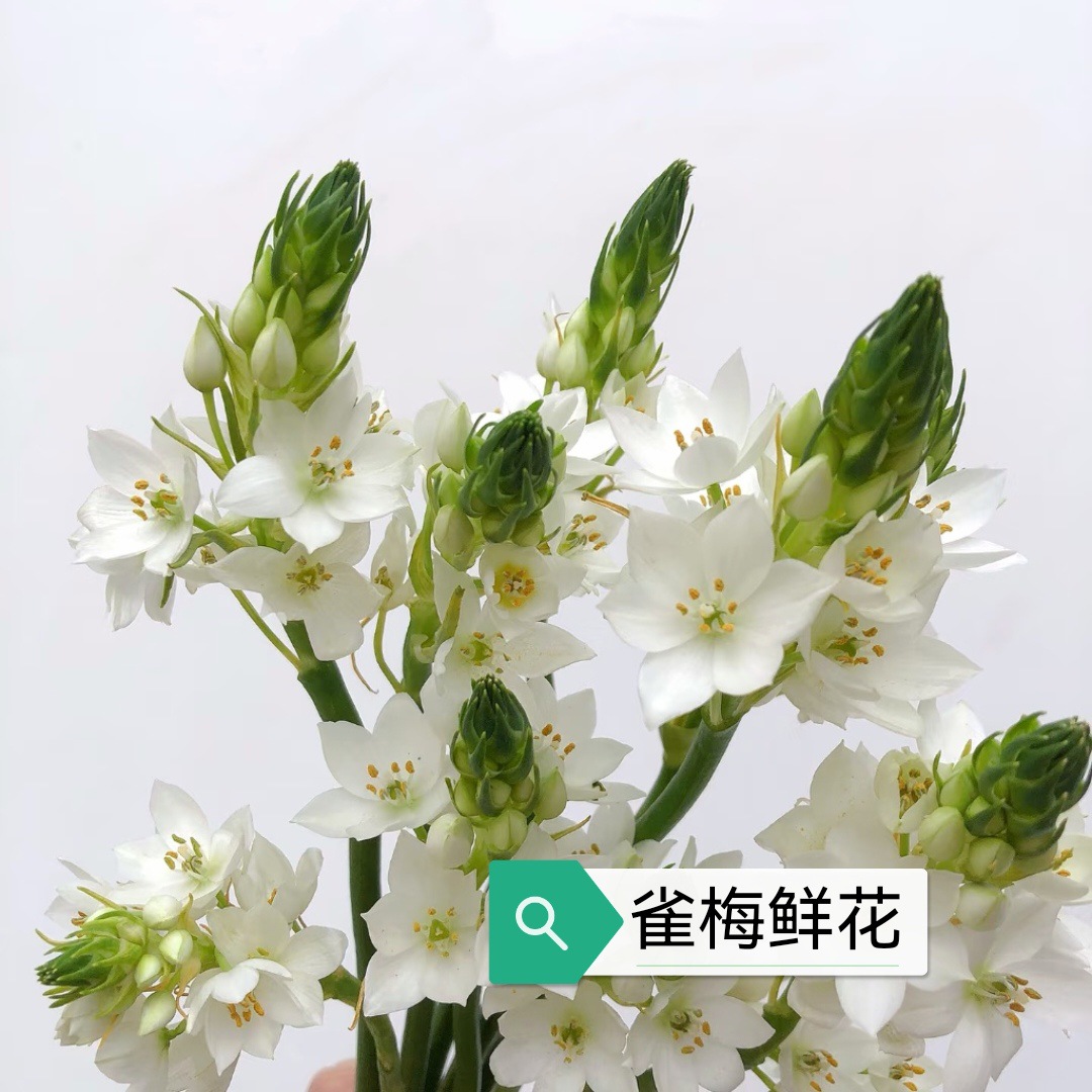 Цветы Nesmei Святое Сердце Лилия Старший семейный офис Розовые свежие нарезанные цветы Юньнаньская база прямые волосы - Несмея/1 Za (от 35 до 55 см) 10 шт.