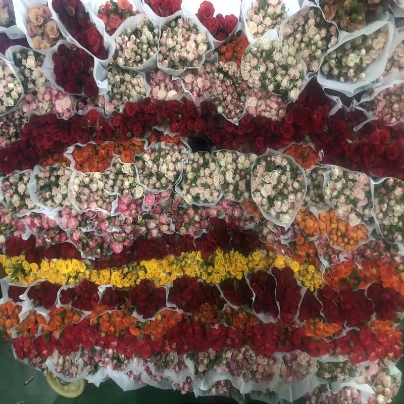 Многоглавые розы Юньнаньский цветочный магазин прямых волос День Святого Валентина День матери - Случайно монохромный (10 веток / заика)/Уровень AB (высокое качество)