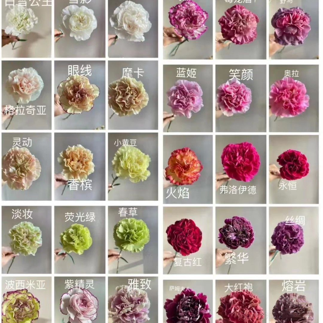 康乃馨鲜花批发云南昆明单头康鲜切花基地女神节母亲节教师节礼物 - 单头康随机单色（20支/扎）