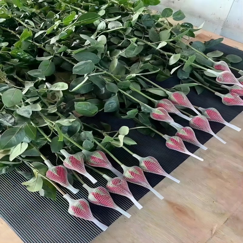 红色玫瑰花云南鲜花批发婚礼七夕情人节教师节花卉批发鲜切花礼品 - 红玫瑰-卡罗拉20支/扎（建议现用）/AB级（高品质）