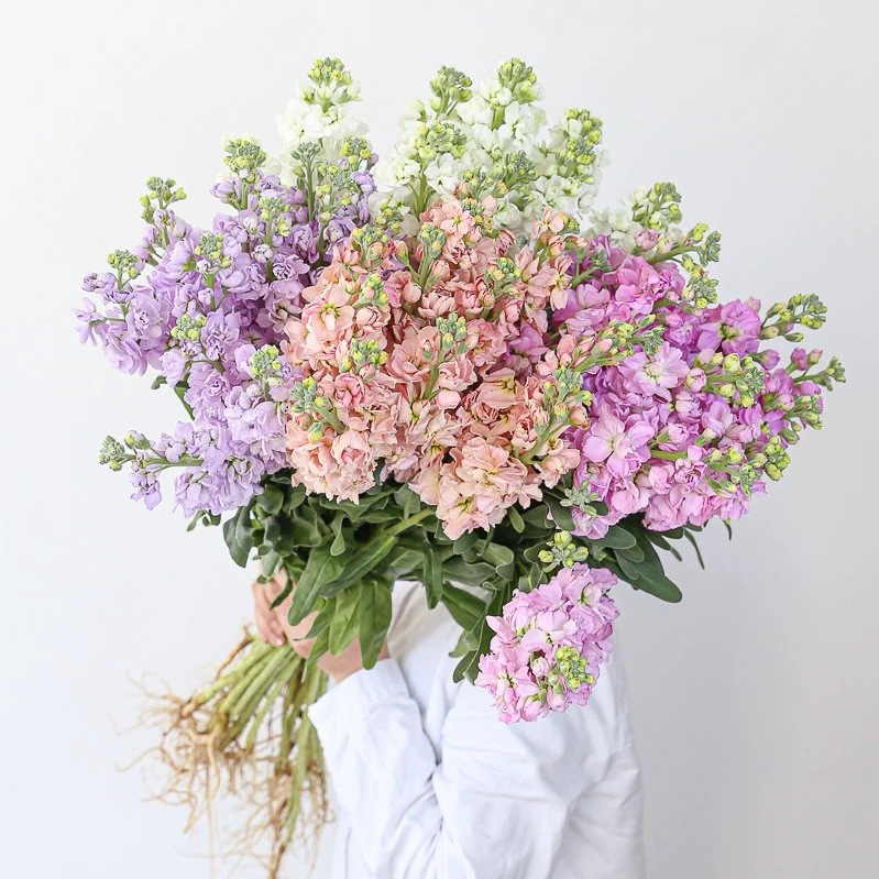 Свежие фиалки цветы оптом в Юньнани прямые свежие нарезанные цветы Свадебные мероприятия Цветочные материалы Поставка букетов в цветочный магазин - Случайные фиалки 1 Za / 10 шт.