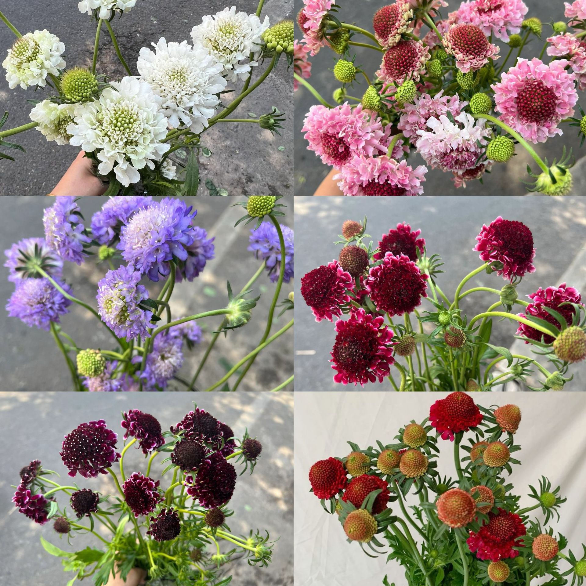 Сосновый червь Цветы Shengdai Цветы Юньнань Куньмин база прямые свежие срезанные цветы синие горшки свежие букеты высокого класса с цветами - Случайно окрашенный червь 1