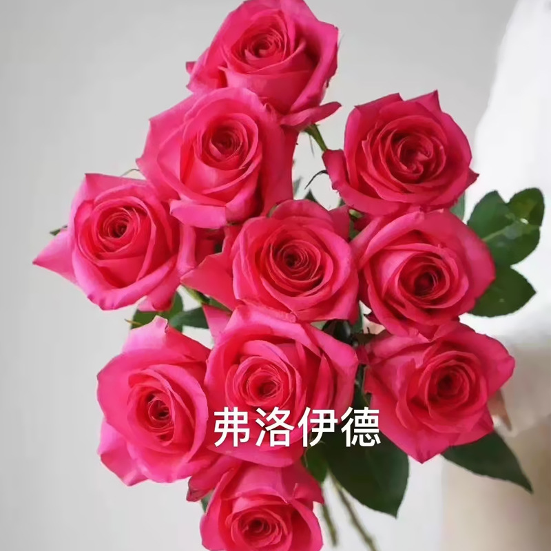 Розовая оптовая торговля на базе Юньнань Прямая партия цветочных магазинов букет киоск свадебный салон корзина цветов - 20 Фрейд.
