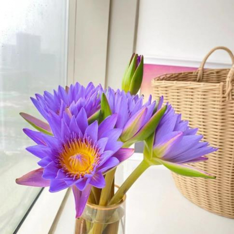 10 фиолетовых лиловых лотосов Цветы в помещении свежие цветы Юньнань Куньмин база прямые волосы по всей стране - Пурпурный лотос 5 шт.