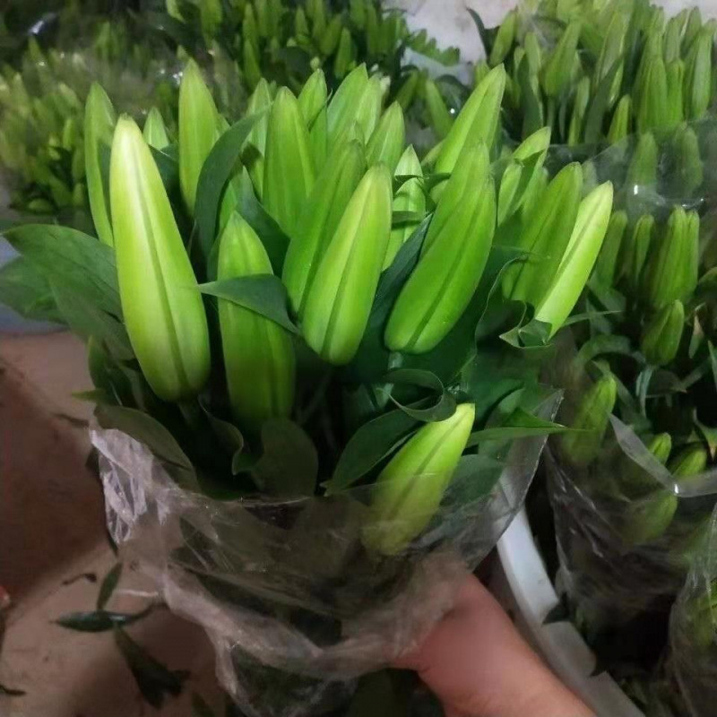 Парфюмерная лилия, букет цветов, Юньнань Кунди, теперь собирают прямые волосы, чтобы выращивать цветы, настоящие цветы Юньнань нарезать цветы - Случайный цвет 5 шт. [Доставка импортного консерванта] без вазы