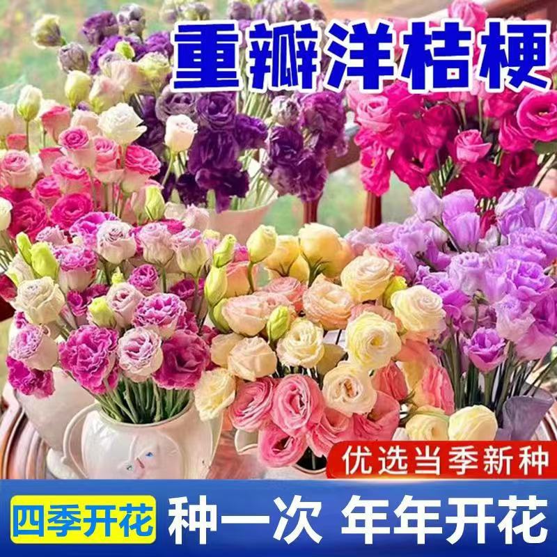 跨境电商重瓣洋桔梗种子室内四季种易活盆栽花卉室外开花花种子 - 16款花色混合装/新种50粒装