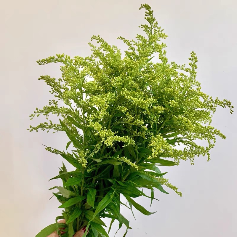 Цветы Yunnan база прямые желтые букеты с цветами с травой свадебные деревья свежие листья - Соловьи (1 шт. 10 шт.)