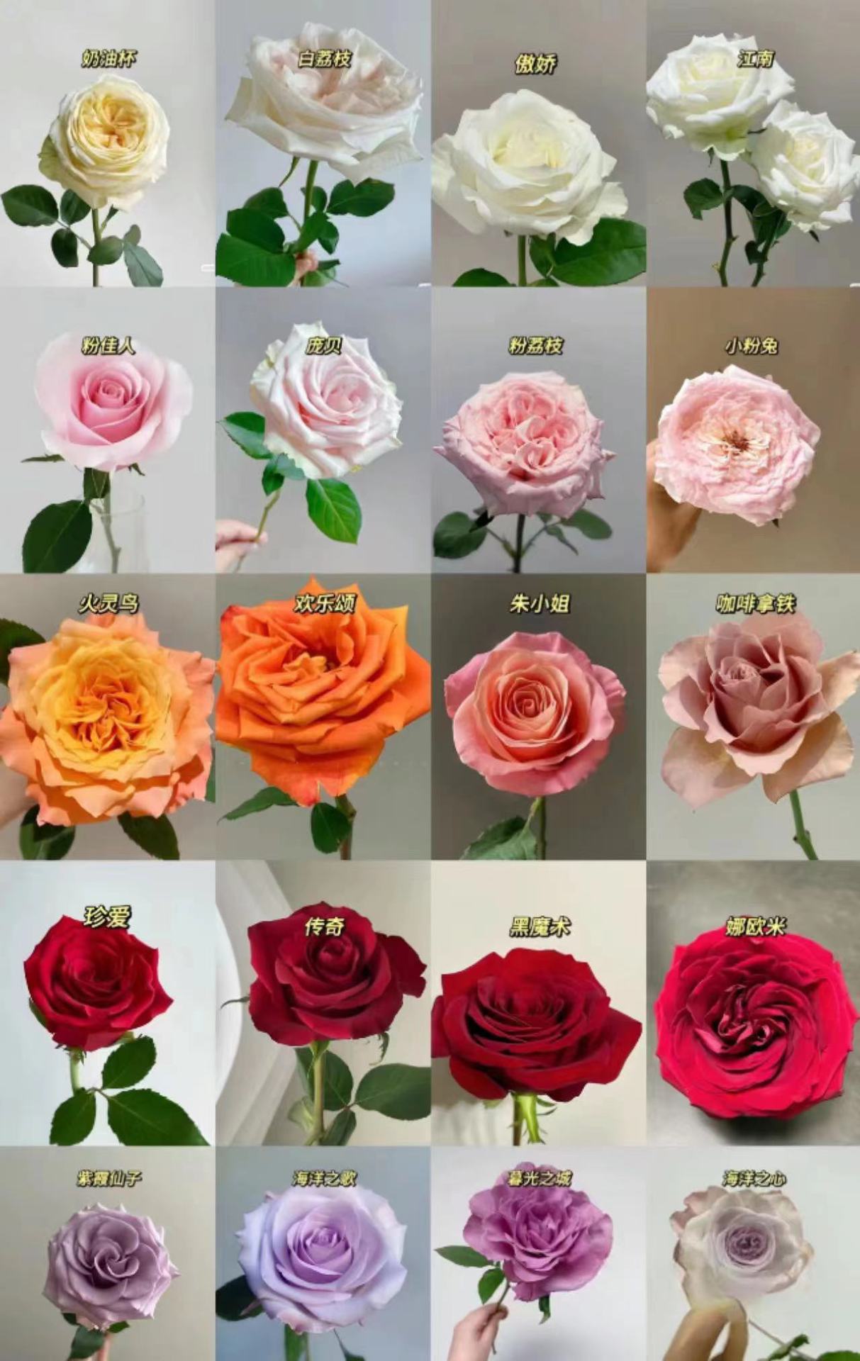 Розы и цветы в Куньмине, провинция Юньнань - Случайно монохромные одинаковые цветы (20 шт.)