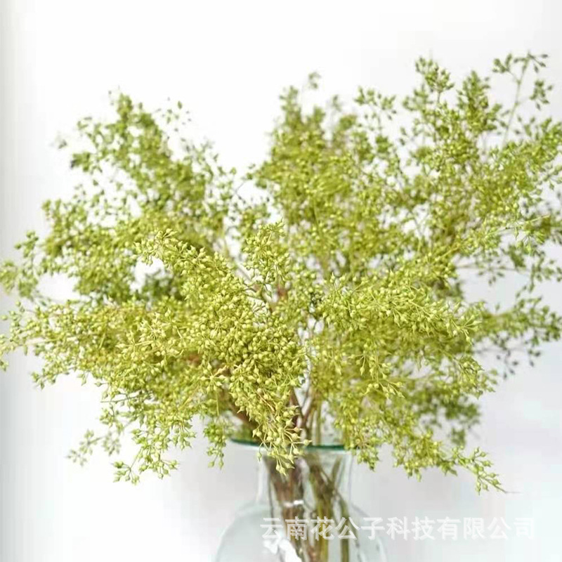 Юньнань Куньмин база листья оптовая торговля бразильские листья сталь трава хвост листья звездная точка дерево восьмиугольный лист - Миго!