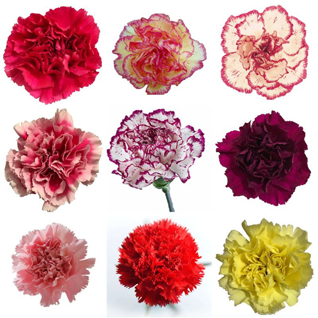 Гвоздики цветы оптом Юньнаньская цветочная база прямая партия матерей экономят цветочные киоски с цветочными киосками общинная покупка - Случайно монохромный (20 шт.)