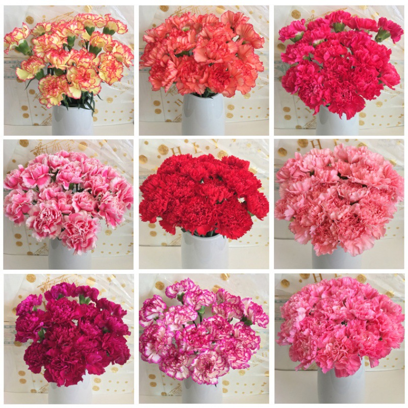 Цветы Юньнаньская прямая гвоздика база с городской экспресс - доставкой букетов воды Куньмин день рождения подарок матери - Одинокая гвоздика одного цвета 10 шт.