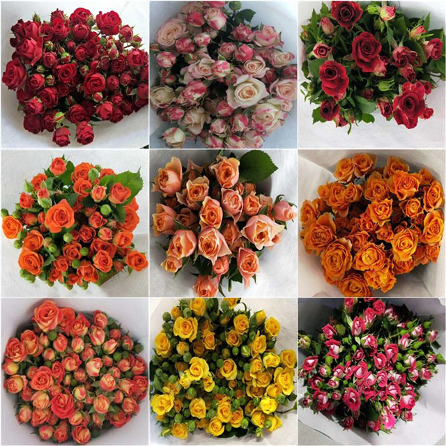 Многоглавые розы, розы, розы, цветы, свадебные торжества, цветочные лавки, общинные покупки. - Случайно монохромный (10 шт.)