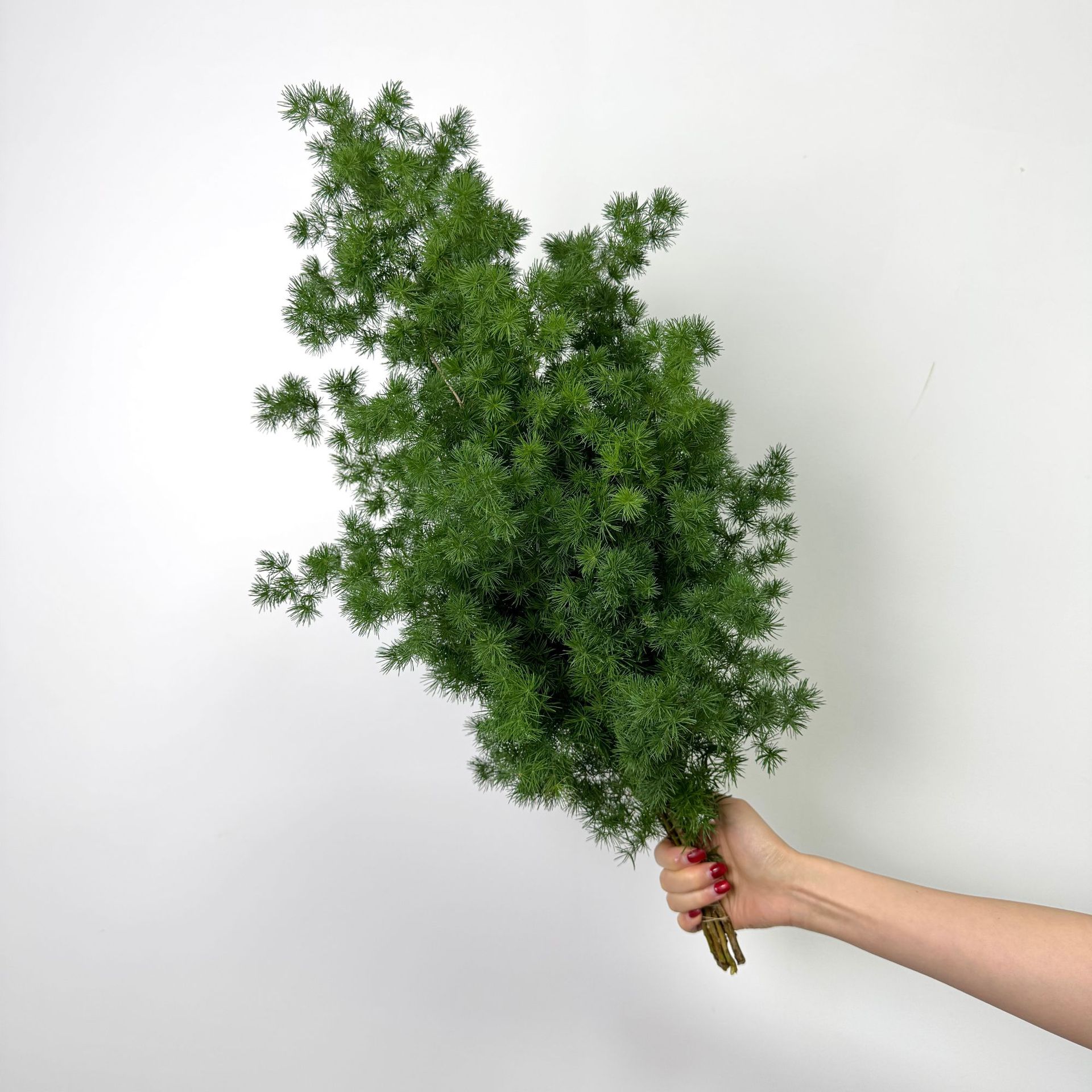 Юньнань все виды цветов с листьями оптовые свадебные мероприятия устраивают свежие листья черепаха задние зубы бразильские листья звездное дерево - Понлайсон (1 за 4 - 5 веток)