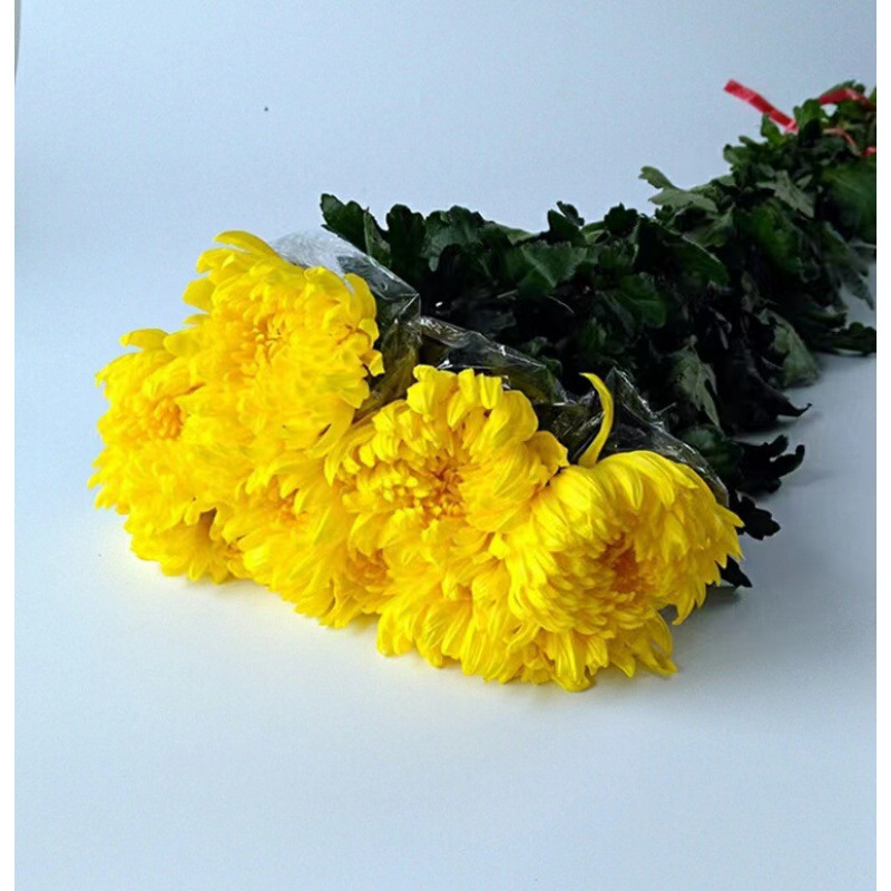 Праздник Чинг Мин Хуан Бай хризантемы букет цветов оплакивает могилу поклоняется предкам поклоняется горам и ищет Бога на базе Гуанчжоу экспресс - доставка оптом - Желтые хризантемы 5 шт. (без упаковки)/Без вазы.