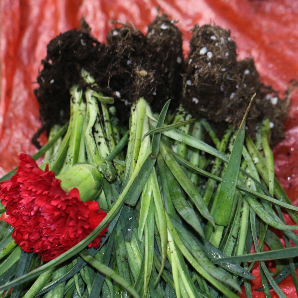 Гвоздики сажают саженцы, легко перемещают черенки, свежие нарезанные цветы, Юньнань Куньмин Дунань база для прямого букета с бутоном - Оранжевая система