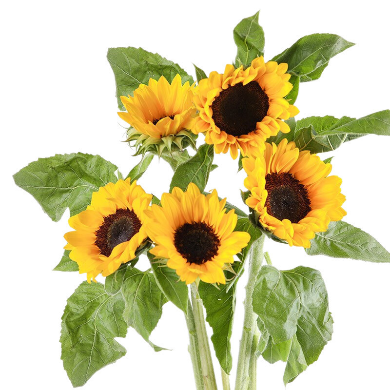Подсолнухи цветы Юньнаньская база прямые длинные розы ромашки гвоздики - Подсолнухи 5 шт.