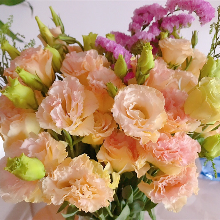 云南昆明洋桔梗鲜花批发速递手捧花家庭养花插花婚庆生活用花直批 - 香槟（约6-10支