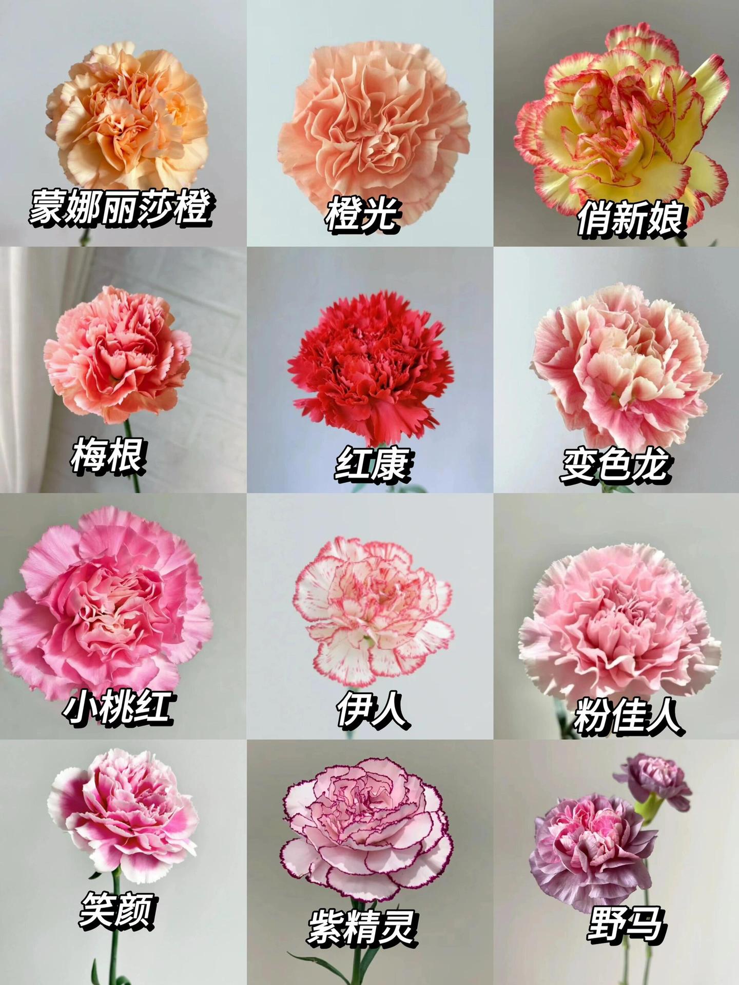 Гвоздики цветы оптом Юньнаньская цветочная база прямая партия матерей экономят цветочные киоски с цветочными киосками общинная покупка - Случайно монохромный (20 шт. / Za)