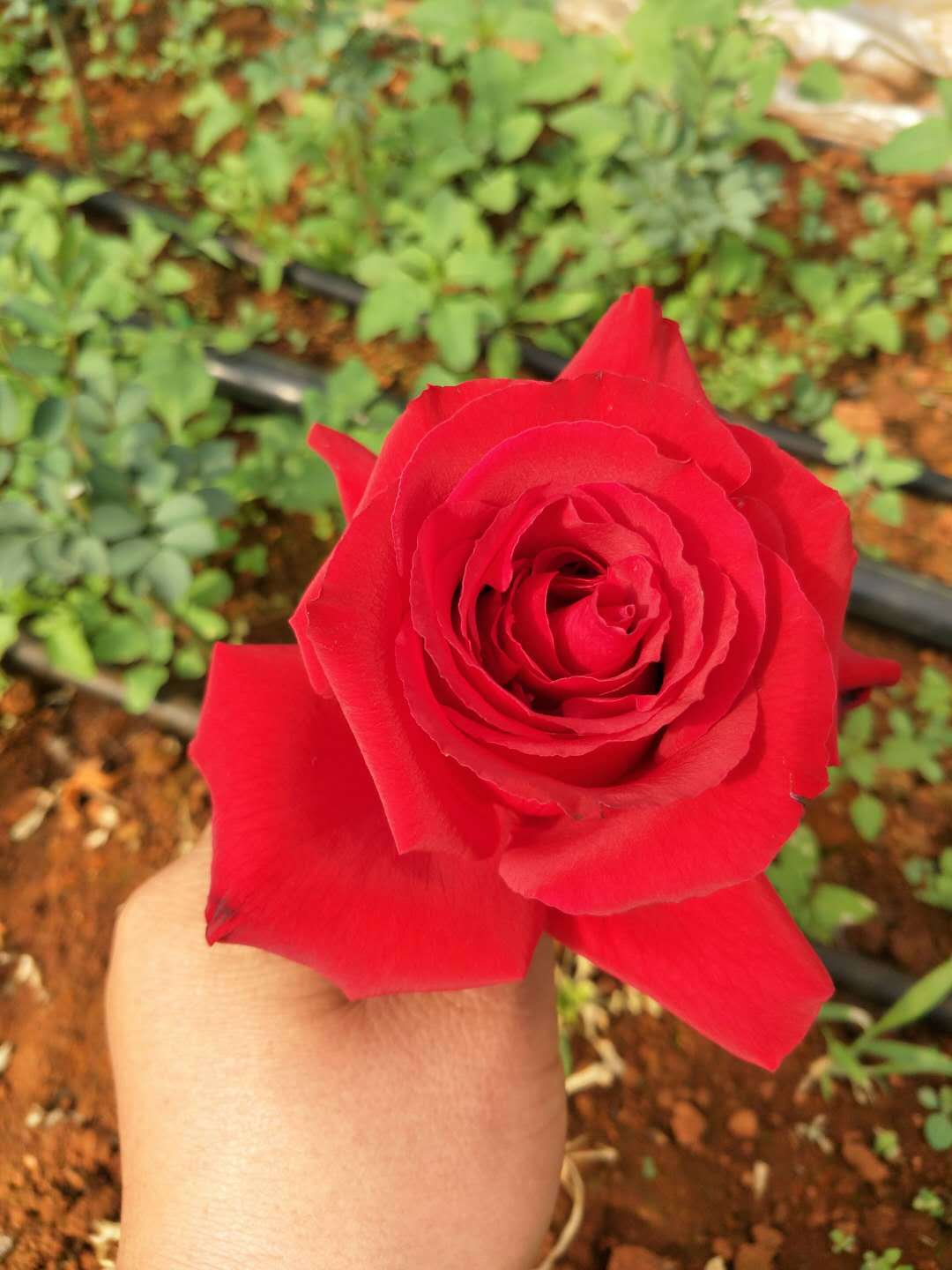 Три года роз, три года свежих цветов, три года свежих цветов, три года саженцев больших роз - Красная серия