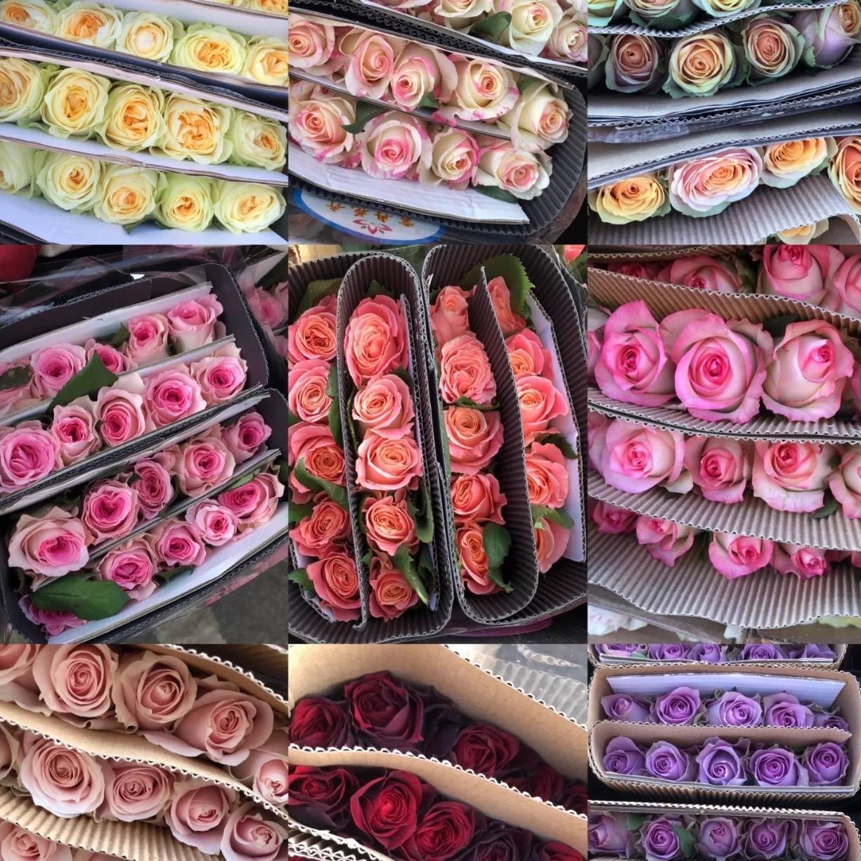 Цветные розы Цветные розы Прямые розы Прямые розы Юньнань Прямые свадебные мероприятия - Случайные розы 1 Za / 20 шт./Уровень AB