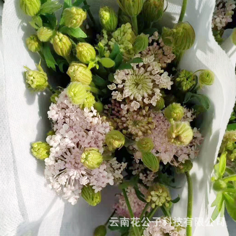 Юньнань Куньмин Цуйчжу Цветы оптовая свежесрезанная база сухие цветы прямые цветы романтические розы - светло-розовый