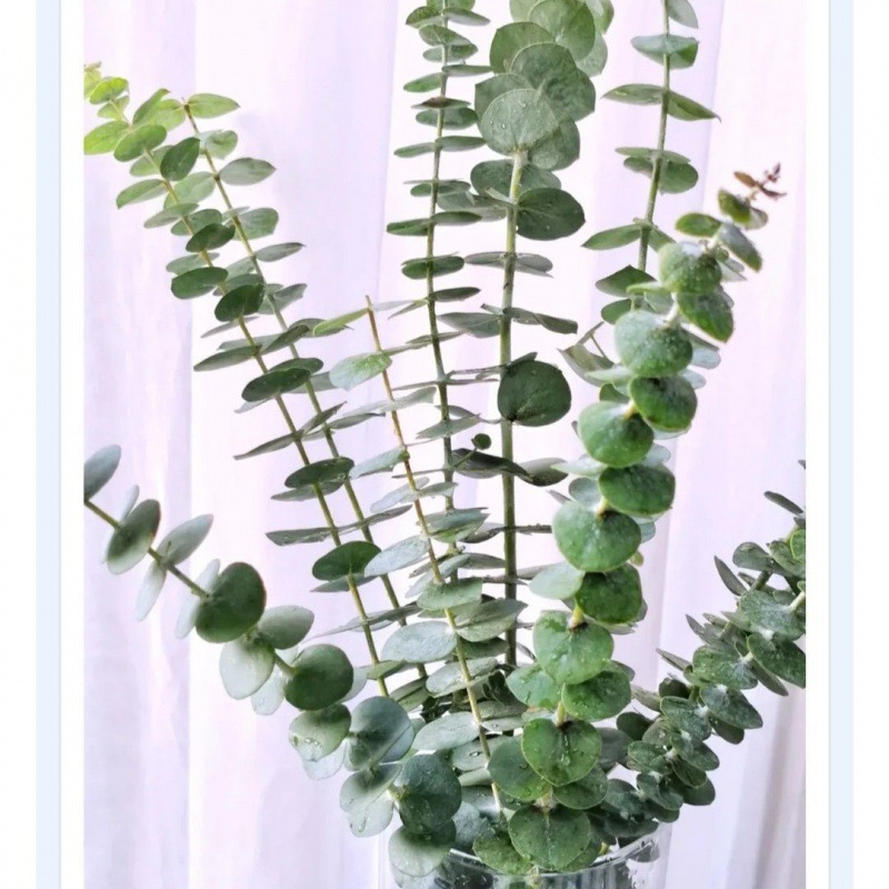 稀有色洋桔梗鲜花新鲜混搭室内水培家用花插花办公室云南基地直发