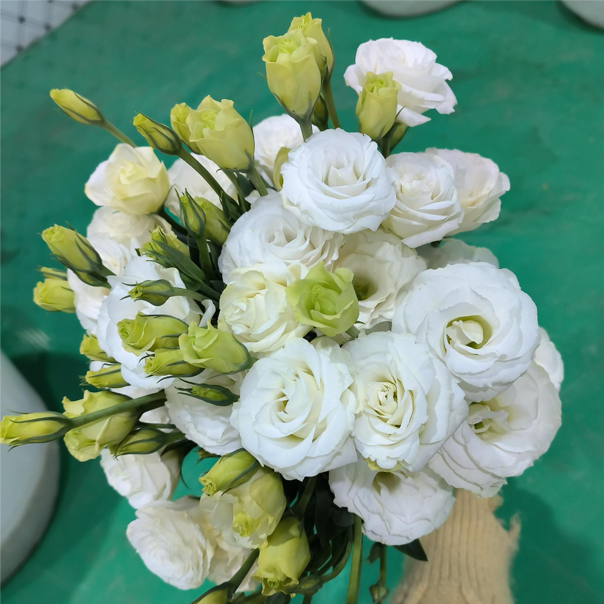 新鲜洋桔梗鲜花批发云南基地直批鲜切花龙胆花婚庆布置花材配花 - 白色洋桔梗 0.6KG/扎