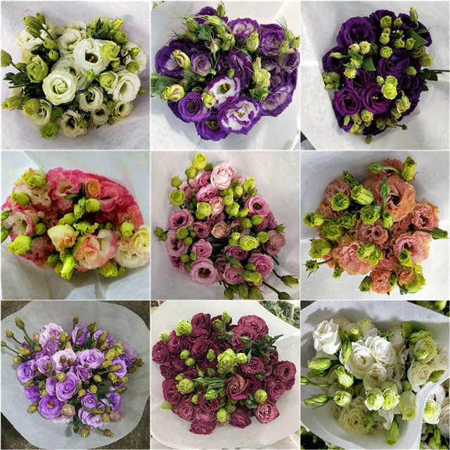 洋桔梗鲜花批发云南鲜花基地直批婚庆布置花店摆摊社区团购货源直 - 随机单色（0.6kg）