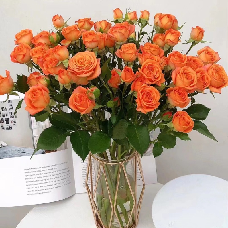 云南昆明多头玫瑰鲜花批发蔷薇小玫瑰基地直批水养花婚庆花店用花 - 橙色芭比10支