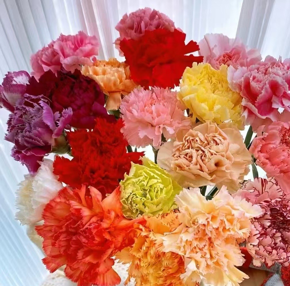 Юньнаньская база гвоздики цветы оптовый цвет полный базовый цветочный магазин мать экономная цветочная холодильная цепь - Случайные цветные гвоздики (20 шт.)