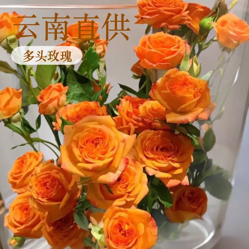 Многоглавые розы и цветы в Куньмине, провинция Юньнань - стандарт