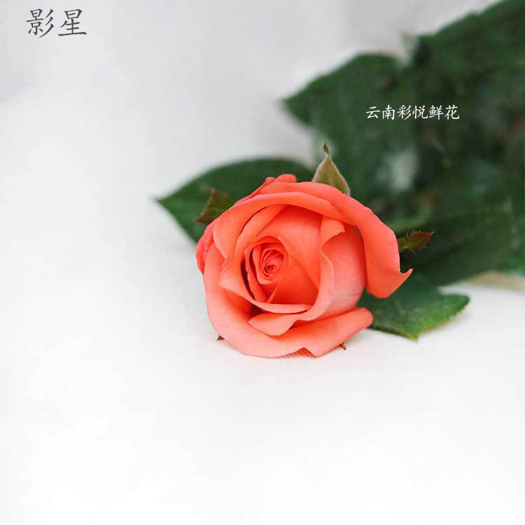 Юньнаньская база Оптовые свежие нарезанные цветочные порошки Свадебные украшения Праздничные подарки Розовые розы - Роза A класса 20 шт. / Za