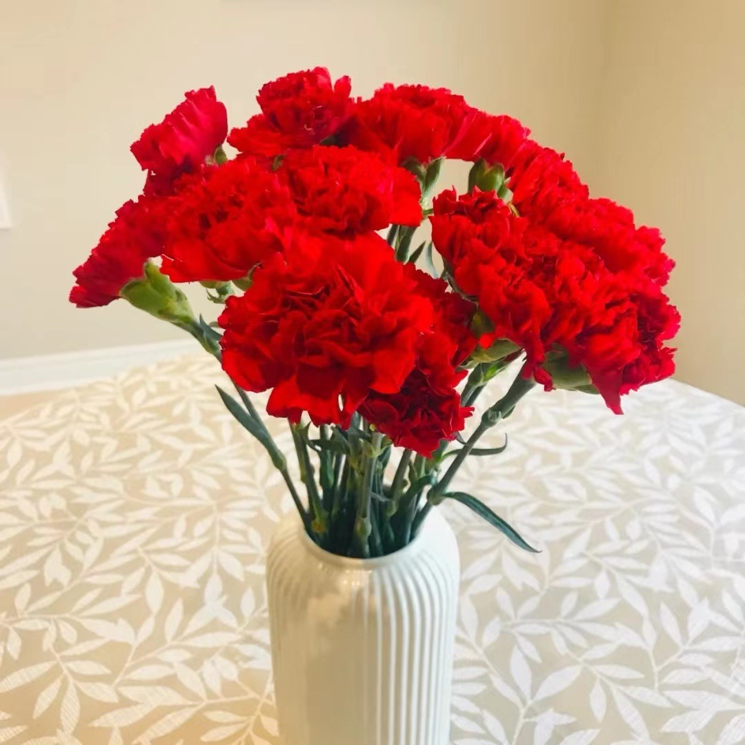 Юньнаньская база Прямые гвоздики Цветы Свежие и многоцветные Дополнительные праздничные цветочные магазины - Красная гвоздика 20 шт.
