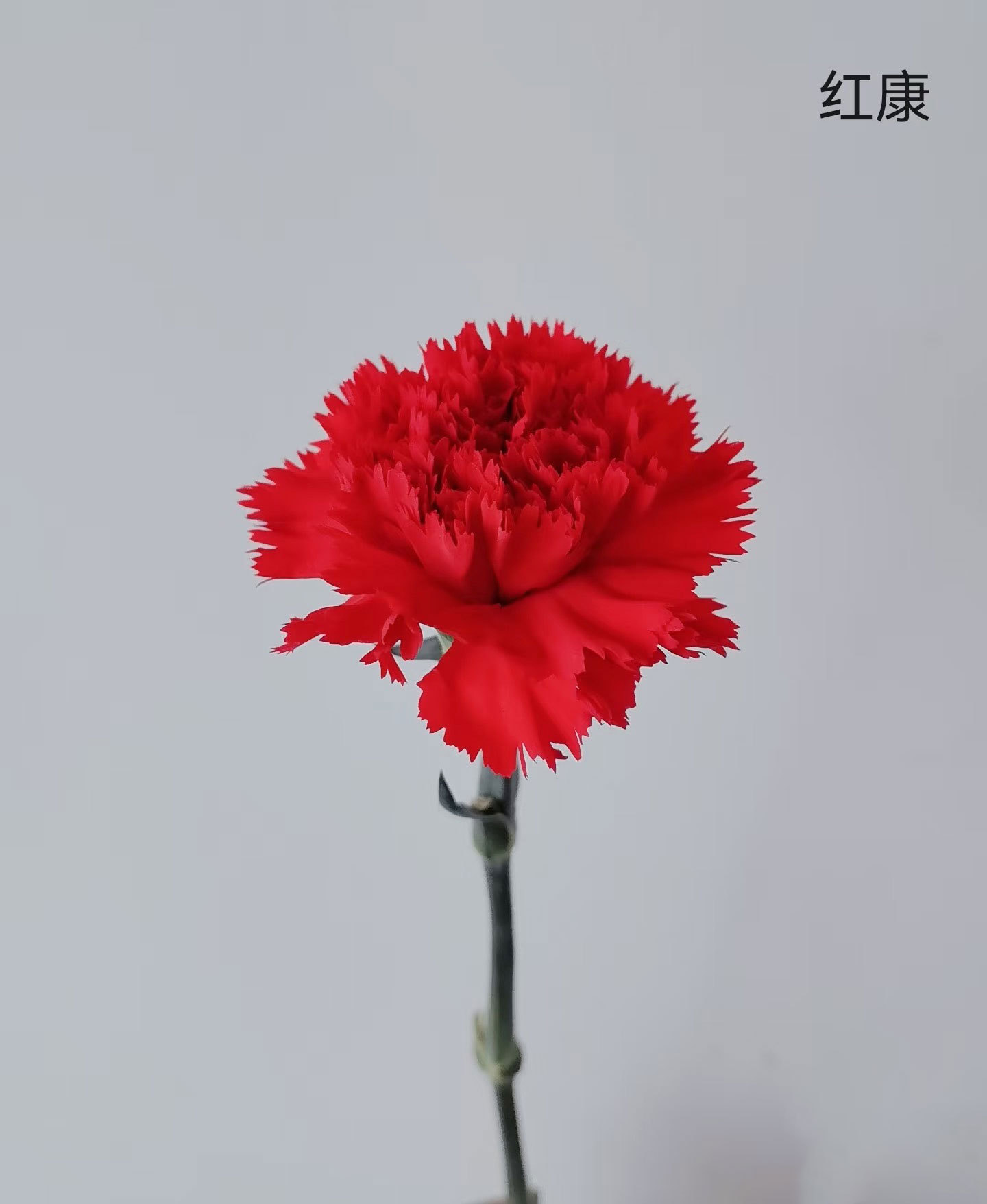 Подарок на День матери Юньнаньская гидропоника оптовая торговля прямые гвоздики букеты цветов в помещении цветы вода свежие и нарезанные цветы - Красный 17 + 3 Предотвращение повреждений 20