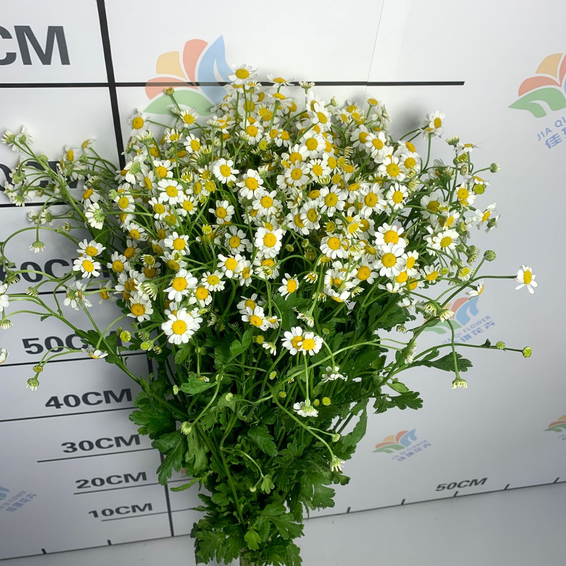 Ромашка Цветы Юньнаньская база Прямые хризантемы Свежие нарезанные ромашки Поставка цветочных магазинов - Ромашка/Класс А - около 10 шт.