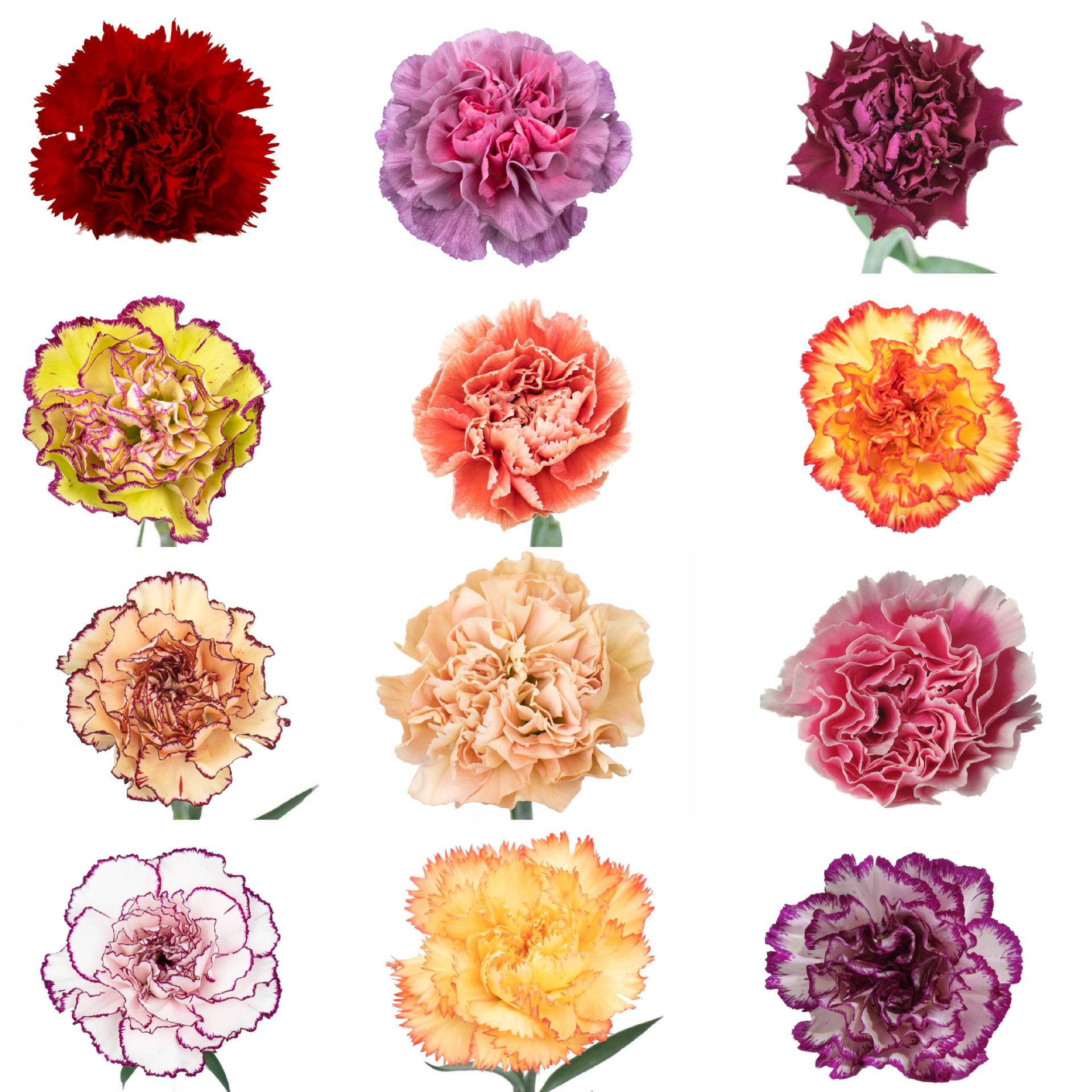 Свежие гвоздики Цветы на базе Куньмин в Юньнани Прямые праздничные цветы Многоцветные одноголовые свежие и нарезанные цветы - Случайно монохромный (20 веток / заика)/Уровень A