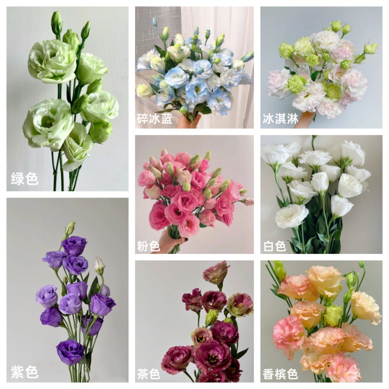 洋桔梗鲜花批发云南昆明鲜花直批花店婚庆用花摆地摊鲜花团购货源 - 随机三色600克三拼洋桔梗（6-10支）