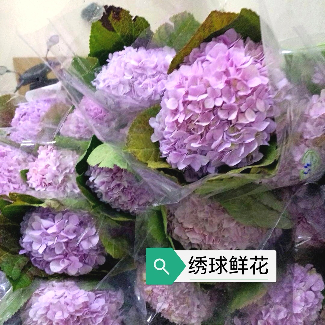 Гортензия свежесрезанная база прямая партия Юньнаньский офис Куньмин вставка свадебных цветов многоцветный выбор большая цена - Гортензия случайного цвета 1 шт./1 За / 1 шт.