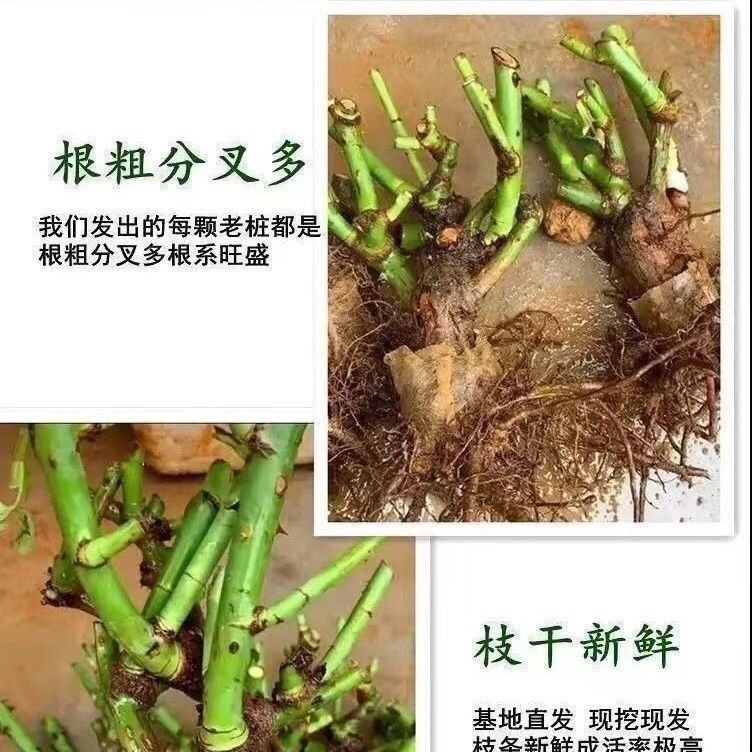 На балконе цветут цветы, густые саженцы, густой аромат, старый кол, четыре сезона розы, цветы, подлинный Бак, черный, красный. - Элемент по умолчанию