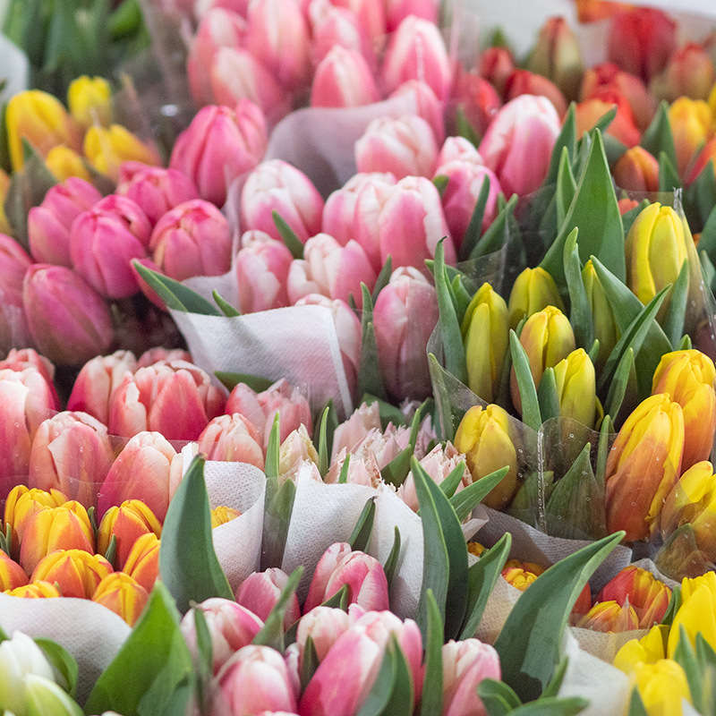 Юньнань Куньмин цветочная база прямые розы лилии букет семьи свежие нарезанные цветы подсолнухи - Случайные тюльпаны 10 шт./Без вазы.