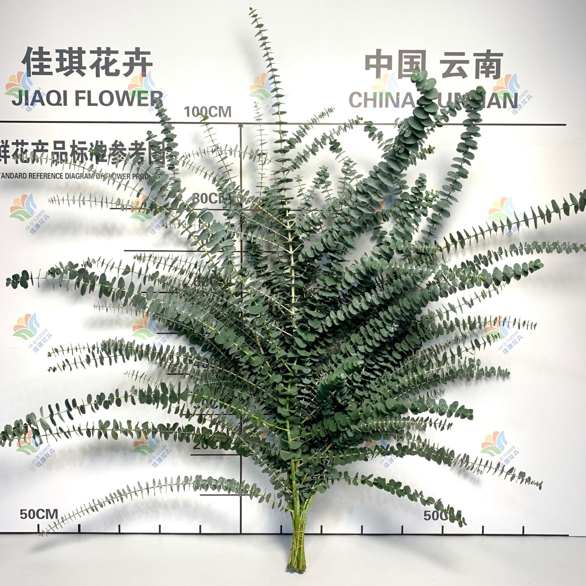 Свежие Югальские листья Цветы Юньнаньская база Прямые листья Югальские листья Яблочные букеты Цветы Эвкалиптовые листья - Югальский листочек многоветочный / 1 за