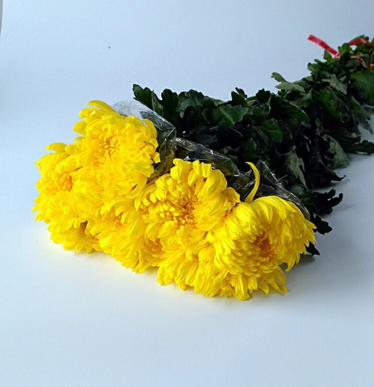 Праздник Чинг Мин Хуан Бай хризантемы букет цветов оплакивает могилу поклоняется предкам поклоняется горам и ищет Бога на базе Гуанчжоу экспресс - доставка оптом - Желтые хризантемы 5 шт. (без упаковки)/Без вазы.