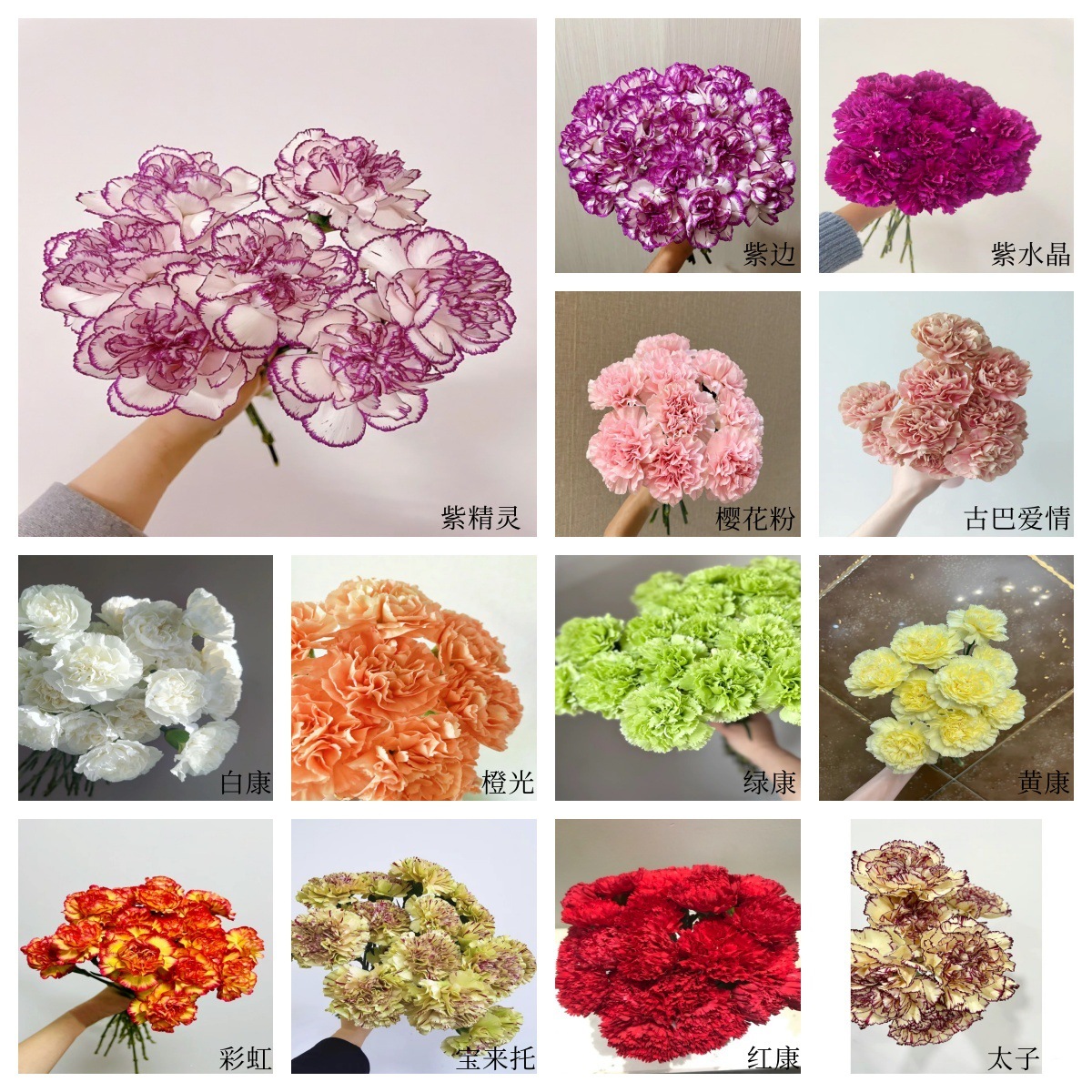 Гвоздики настоящие цветы Куньмин Юньнань оптовые гвоздики прямые свежие срезанные цветы День учителя - Гвоздики случайный монохромный (20 шт. / шт.)