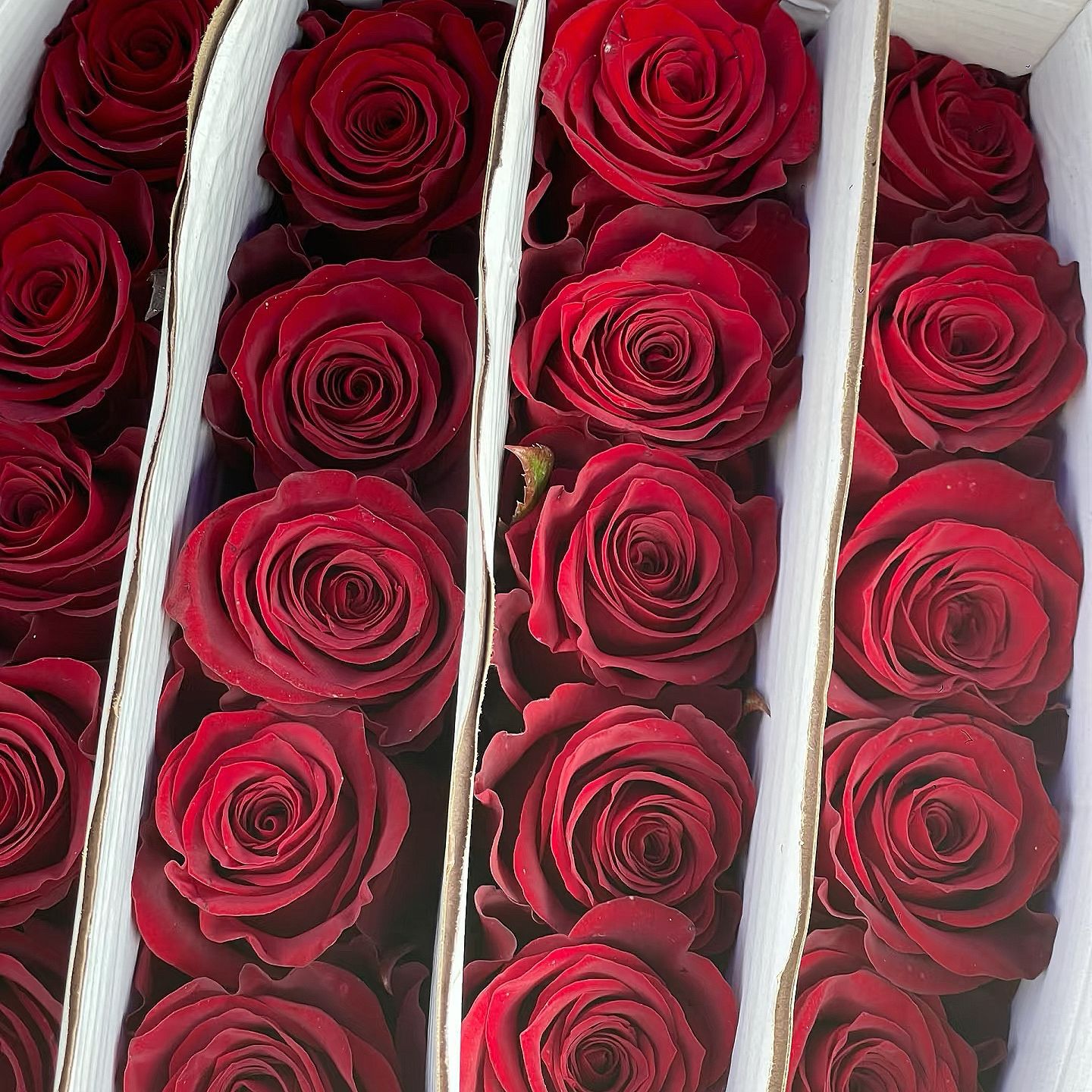 Красная роза Юньнань Куньмин база оптовая торговля цветами День Святого Валентина Подарки Свадьба Домашние цветы Обручение цветы - Плато красное (хорошо устойчивое к цветению)/i Za AB класс (18 + 2 защита от потерь) Высокое качество