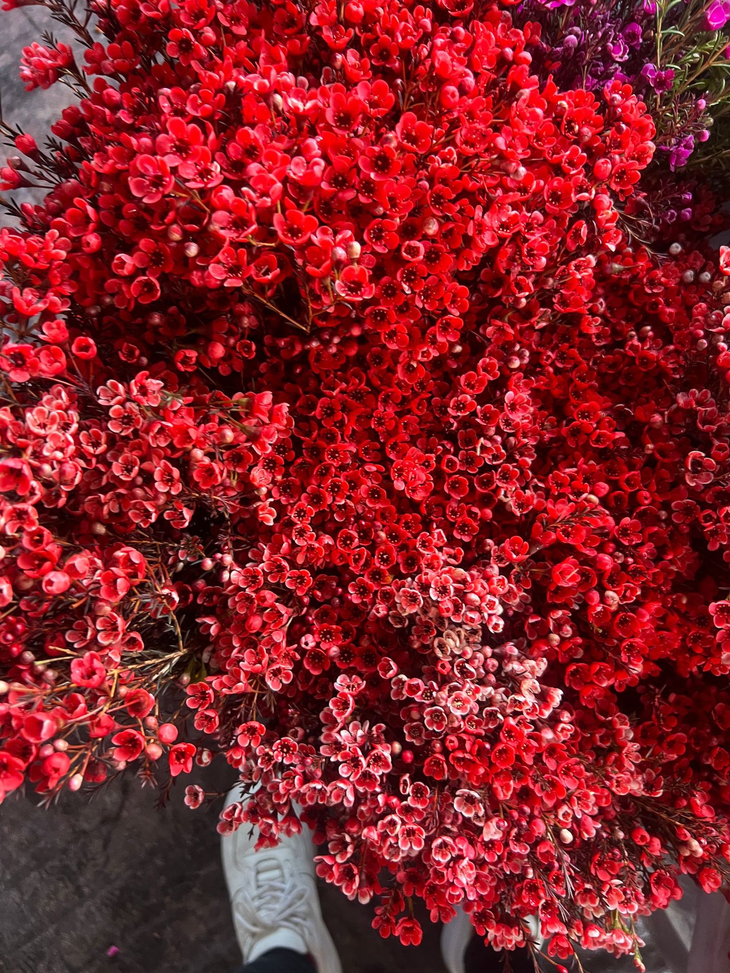 Австралия Ламэй цветы свежие букеты гостиная аквакультура сухие цветы вставки цветы юньнаньская база прямые маятники - Красный 300 граммов.