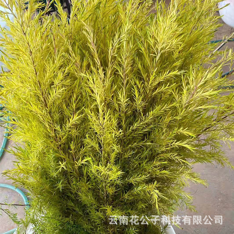 Тысячи этажей Цзинь Юньнань Чэнгун свежеразрезанная ваза с розетками семейная водная культура цветы Дунань база прямая партия - Оригинальный цвет 2 - 4 шт.