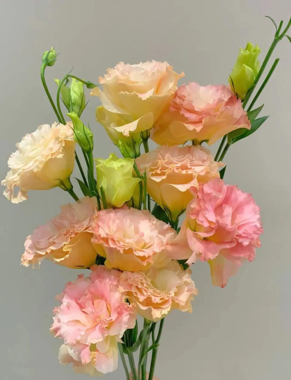 Редкие цветные оранжевые стебли свежие смешанные внутренние гидропоники домашний цветочный офис Юньнань база прямые волосы - Белое от 15 до 25 цветков (с небольшими цветками)