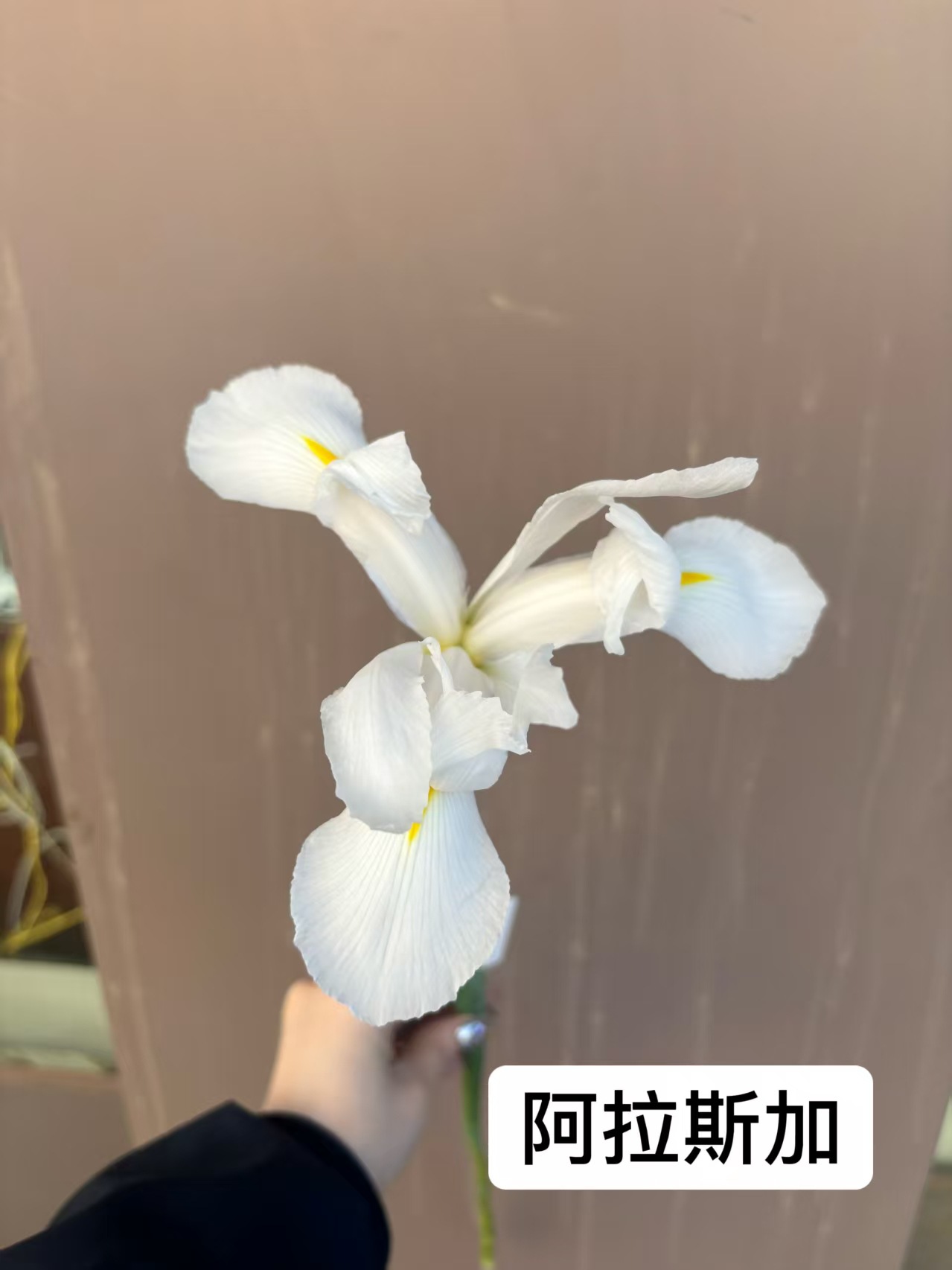 Ирис Куньмин свежие нарезанные цветы Свадебный цветочный магазин Мягкая одежда Домашняя бутылка Цветочный букет - Белые 10 шт.